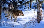 Зимняя охота пары волков