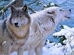 Белые волки в заснеженном лесу
