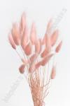 Сухоцветы "Лагурус" SF-4322, светло-розовый