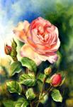 Большая розовая роза