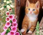 Котенок в дупле и розовые цветы