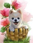 Белый щенок в корзине и розы
