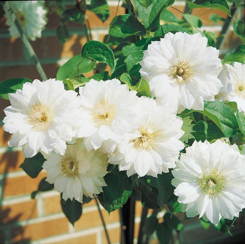 Clematis Apollonia