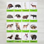 Обучающие карточки, английский язык "Дикие Животные" 16 шт.