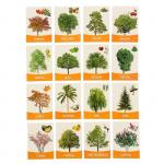 Обучающие карточки, английский язык "Деревья и кустарники" 16 шт.