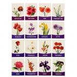 Обучающие карточки, английский язык "Цветы садовые" 16 шт.