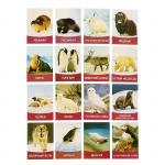 Обучающие карточки, английский язык "Животные Севера" 16 шт.