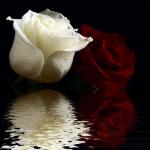 Белая роза красная