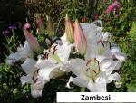 Растение Лилия Zambesi