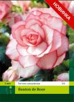 Bouton de Rose