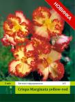 Yellow-Red