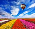 Воздушный шар над полем разноцветных тюльпанов