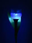 Светильник на солн.батарее "Синий тюльпан" Uniel 1LED 0.06W  h=30,5см пластик USL-C-454/PT305 BLUE TULIP