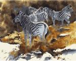 Акварельные зебры