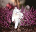 Белый котенок среди фиолетовых цветов