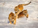 Амурские тигры бегут по снегу