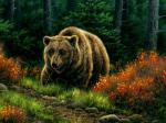 Бурая медведица в еловом лесу