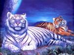 Белый и рыжий тигры в ночи