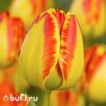 Тюльпан Banja Luka (5 луковиц)