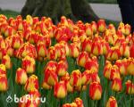 Тюльпан Banja Luka (5 луковиц)