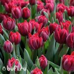 Тюльпан Red Princess (5 луковиц)