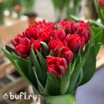 Тюльпан Red Princess (5 луковиц)