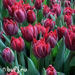 Тюльпан Red Princess (5 луковиц)