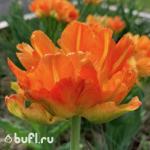 Тюльпан Monte Orange (5 луковиц)