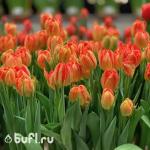 Тюльпан Monte Orange (5 луковиц)