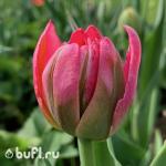 Тюльпан Flash Point (5 луковиц)
