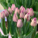 Тюльпан Jacuzzi (5 луковиц)
