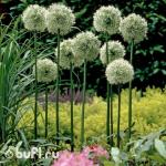 Allium Mount Everest