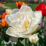 Тюльпан Mount Tacoma (5 луковиц)