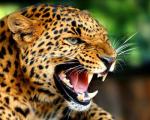 Грозный леопард