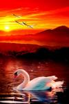 Белый лебедь на фоне красивого заката