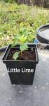 Саженец Юная гортензия метельчатая Little Lime