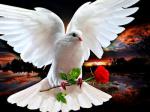 Белый голубь с розой