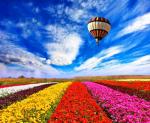 Воздушный шар над цветочным полем