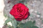 Гранд Гала. Саженец розы