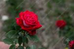 Осирия. Саженец розы