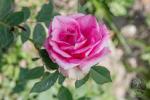 Гранд гала розовая. Саженец розы