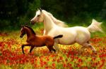 Белая лошадь и ее жеребенок на маковой поляне