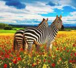 Две зебры в цветочном поле