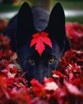 Черный пёс в осенних листьях