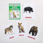 Обучающие карточки по методике Г. Домана «Дикие животные», 12 карт, А6