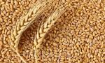Пшеница зерно 1 кг