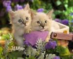 Сизые котята в садовых цветах