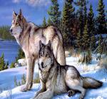 Волки отдыхают в зимнем лесу