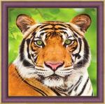 Зеленоглазый взгляд тигра