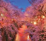 Сакура цветущая над вечерней рекой
